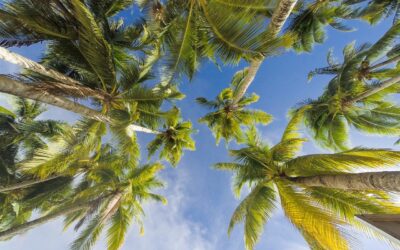 The Ultimate Guide to Home Insurance in Palm Harbor: Protecting Your Investment
